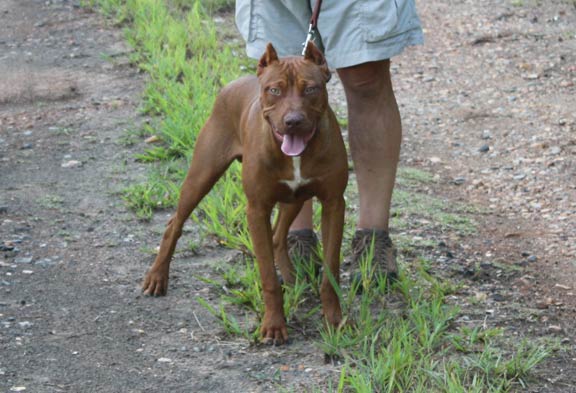 Red Red Nose Male American Pit Bull Terrier