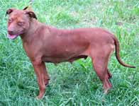 Red Nose Female Pit Bull