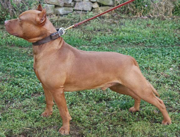 Gentry's Ehud, Male Red Nose Pit Bull