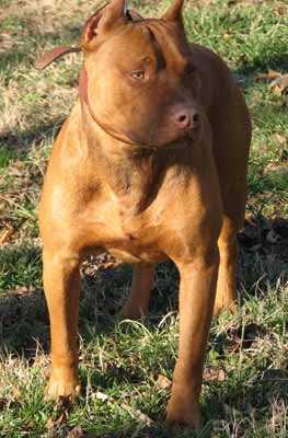 Red Red Nose Male American Pit Bull Terrier