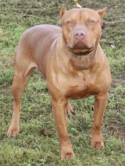 red american pitbull terrier