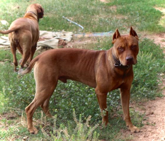 Male Red Nose American Pit Bull Terrier