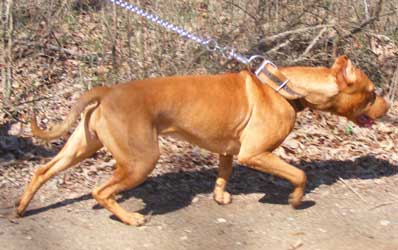 Legacy is a Female Red Nose Pit Bull