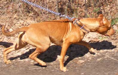 Legacy is a Female Red Nose Pit Bull