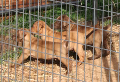 Puppies