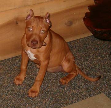 Sadie