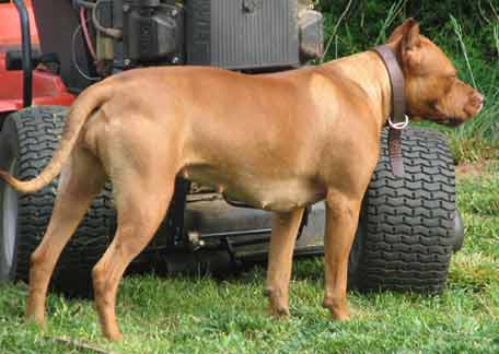 Sadie - Female Red Nose Pit Bull