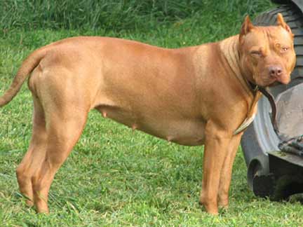 Sadie - Female Red Nose Pit Bull