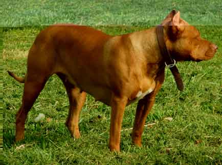 Sadie - Female Red Nose Pit Bull