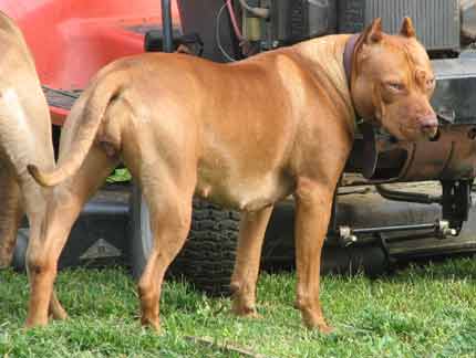 Sadie - Female Red Nose Pit Bull