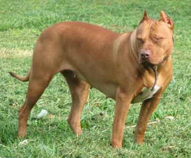 Sadie - Female Red Nose Pit Bull