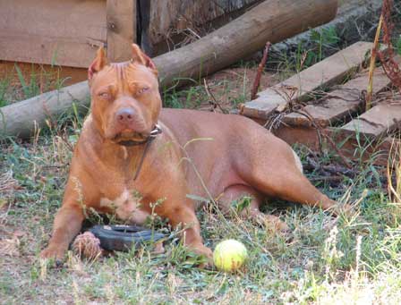 Pitbull attacks owner steroids