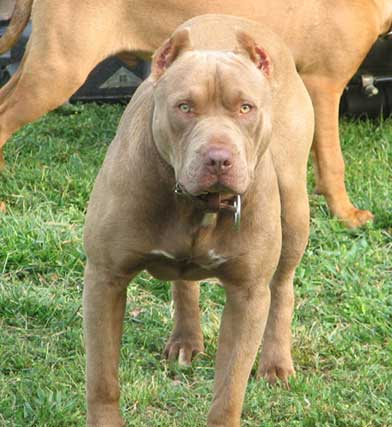 Samson - Male Red Nose Pit Bull