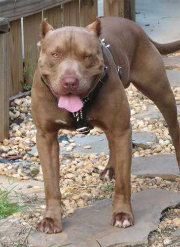 Samson - Chocolate Red Nose Pit Bull