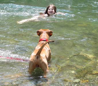 Samson is a Red Nose Male Pit Bull