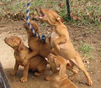 Red Nose Pit Bull Puppies