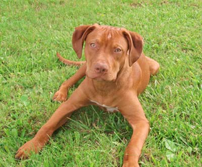 Chevy is a Red Red Nose Pit Bull