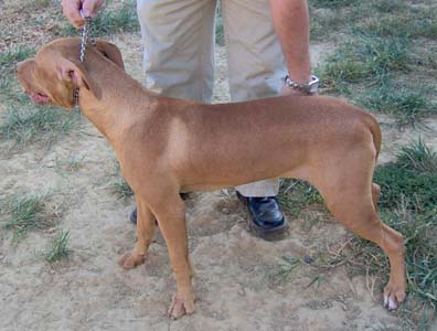 Gypsy is a Red Red Nose Pit Bull