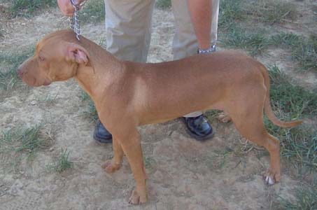 Gypsy is a Red Red Nose Pit Bull