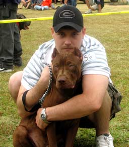 Goliath is a Chocolate Red Nose Pit Bull