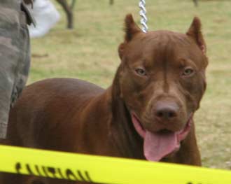 Goliath is a Chocolate Red Nose Pit Bull