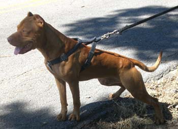 King is a Red Red Nose Pit Bull