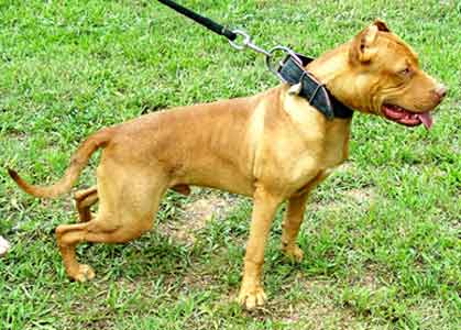 King is a Red Red Nose Pit Bull