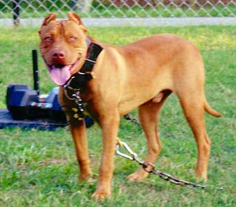 King is a Red Red Nose Pit Bull