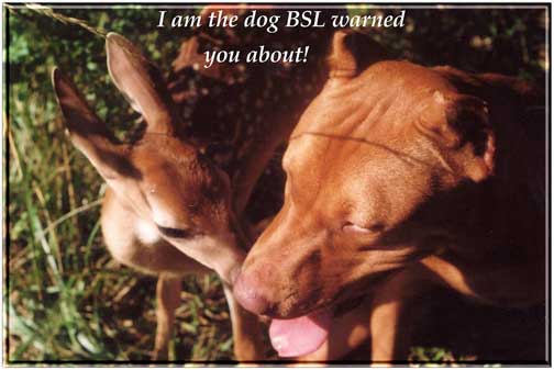 Pitbull and Deer