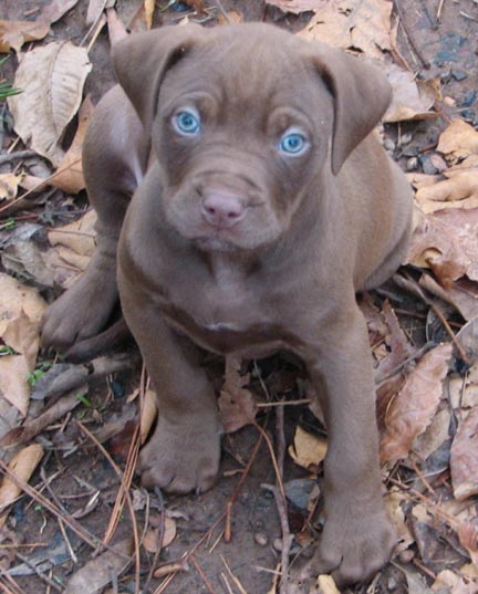 Chocolate Red Nose Pit Bull Puppy